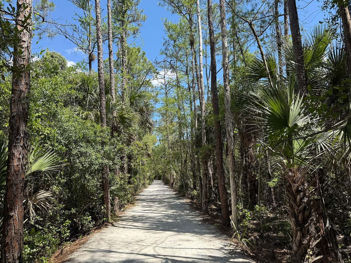 A pale sand path runs through a pine and palmetto forest on a sunny day.
