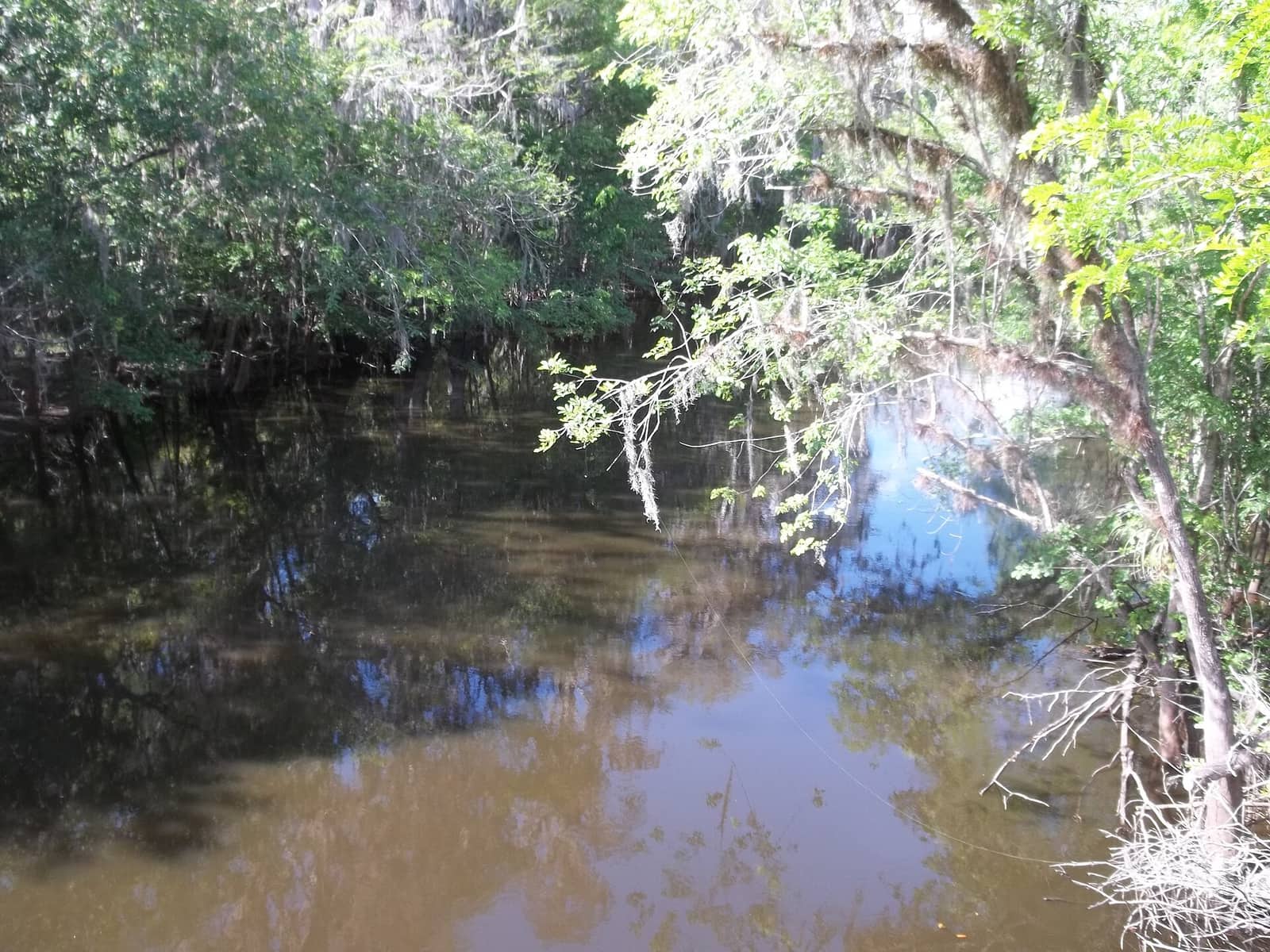 Calm brown river framed by overhanging trees and Spanish moss, with reflections on the water.