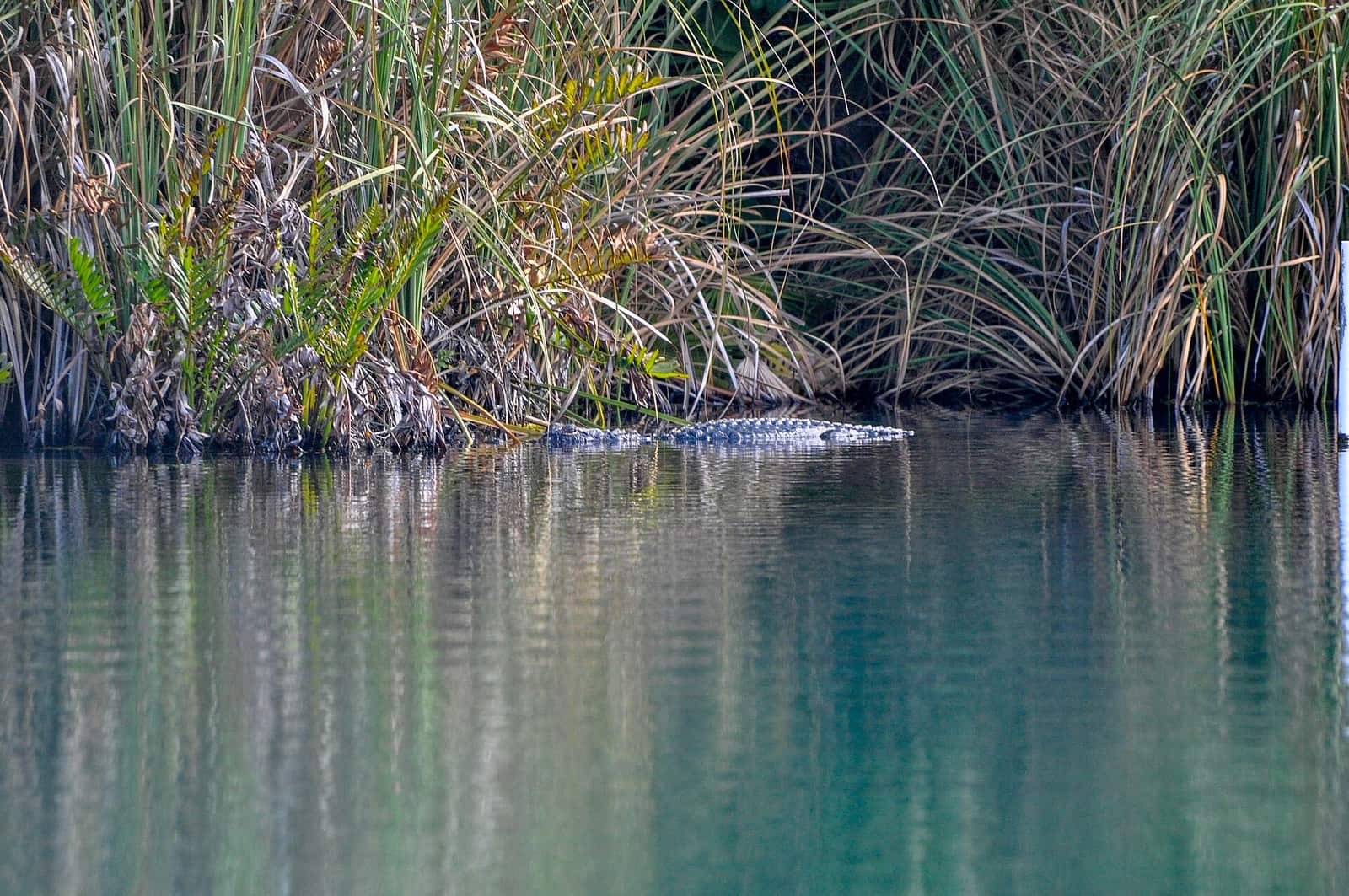 An alligator partly submerged in dark water beside tall green marsh grasses and reflections.