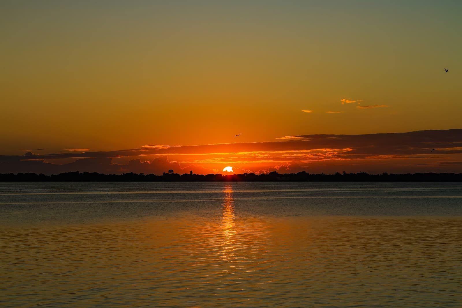 Orange sunrise sitting low over a dark tree line reflected in calm lagoon water.