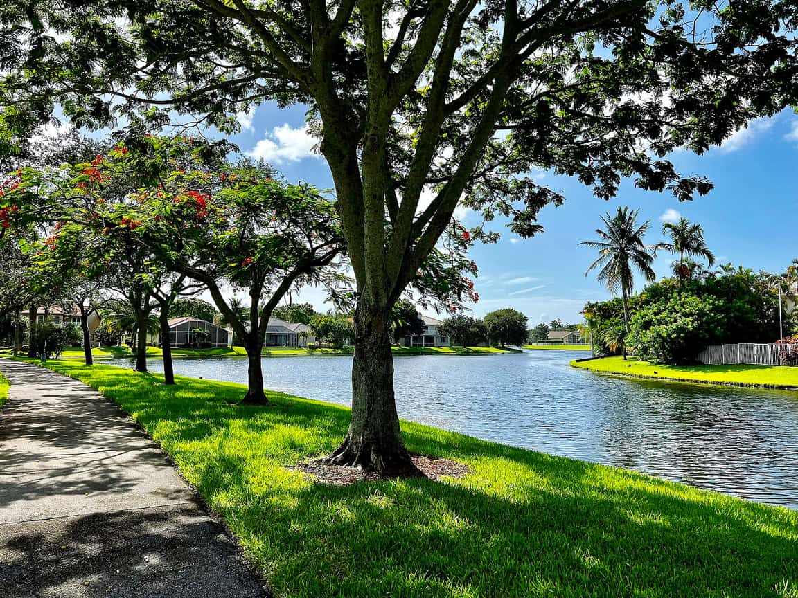 Paved path beside a lake with lawn, shade trees with red blooms and houses beyond.