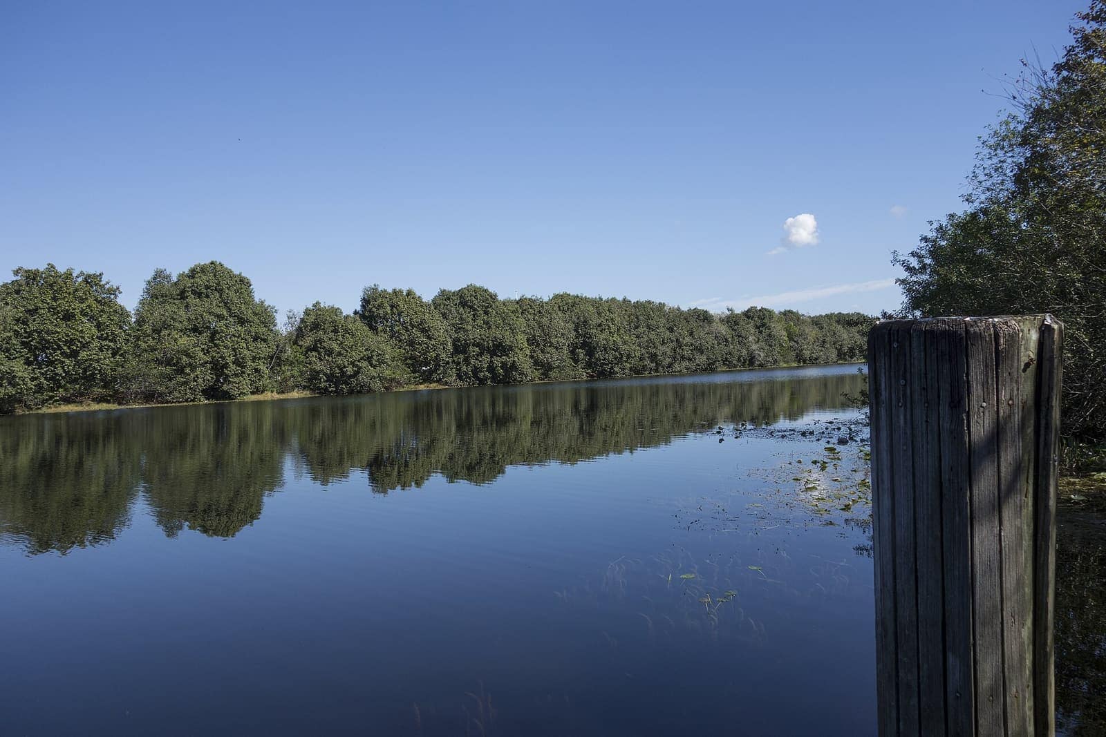 Calm blue canal reflecting a line of green trees under a clear sky, with a wooden post at right.