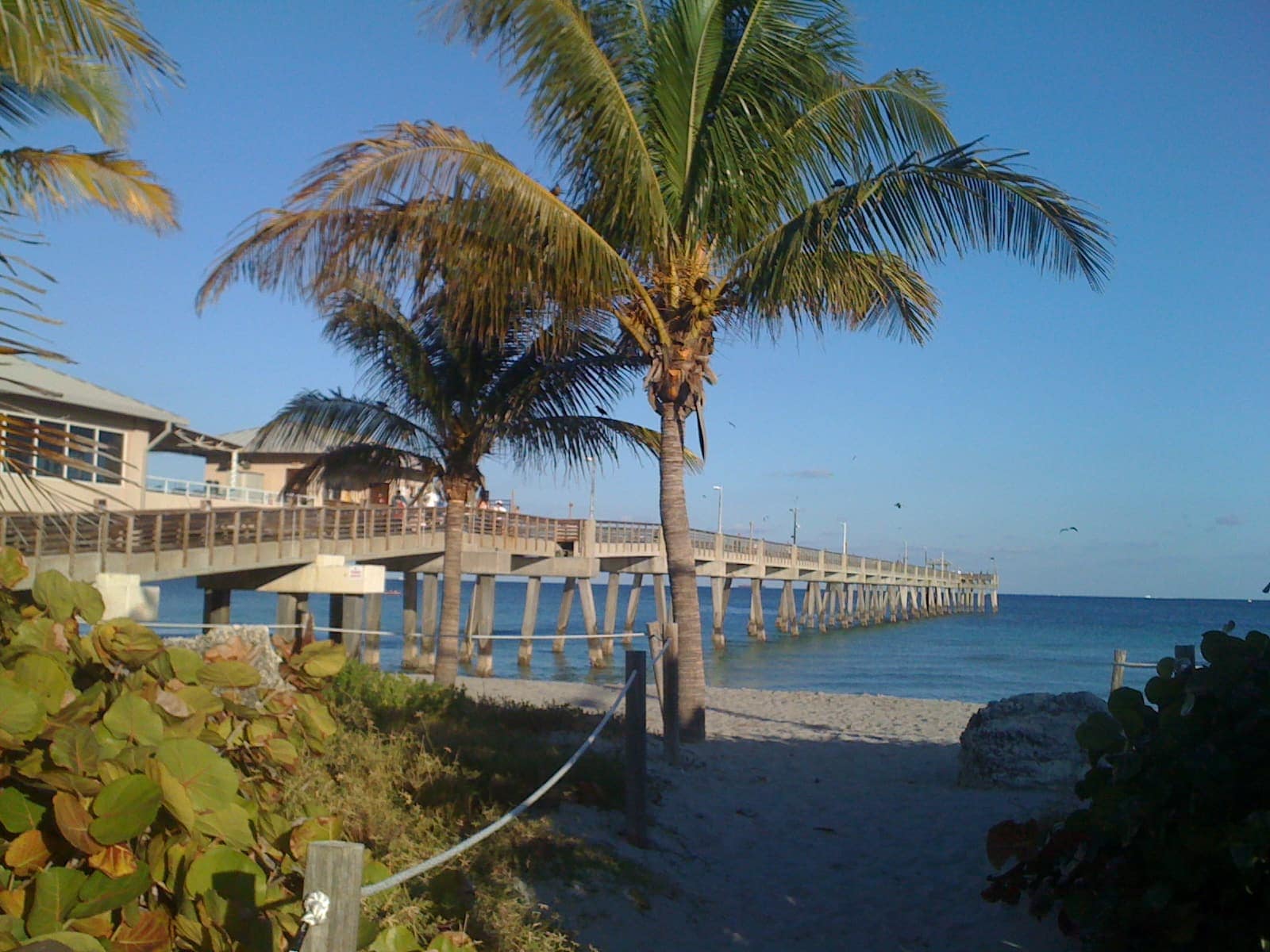 Wooden fishing pier stretching over calm blue water beside palm trees and a small beachside pavilion.
