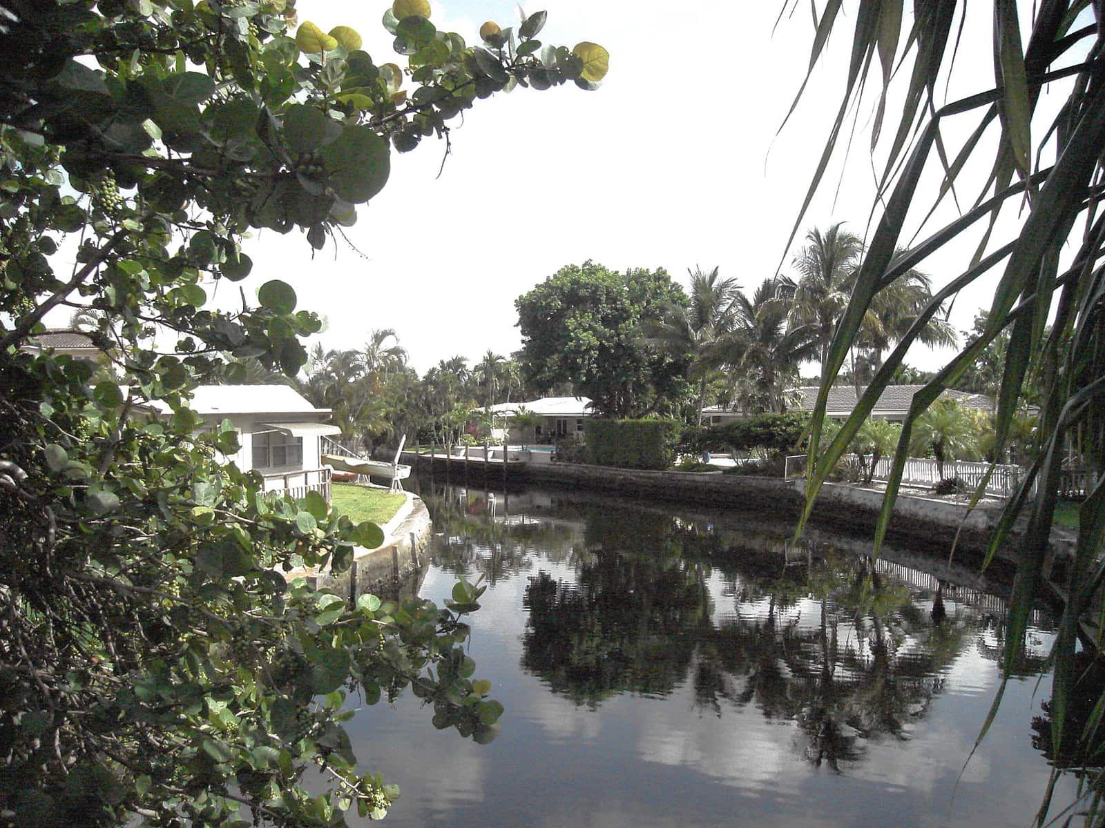 Calm canal reflecting palm trees, with sea grape foliage framing a residential waterfront.