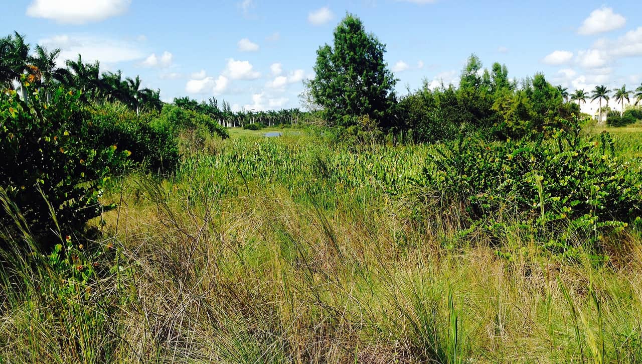 Tall grasses and shrubs in a wet field with palm trees and a pond beneath blue sky.