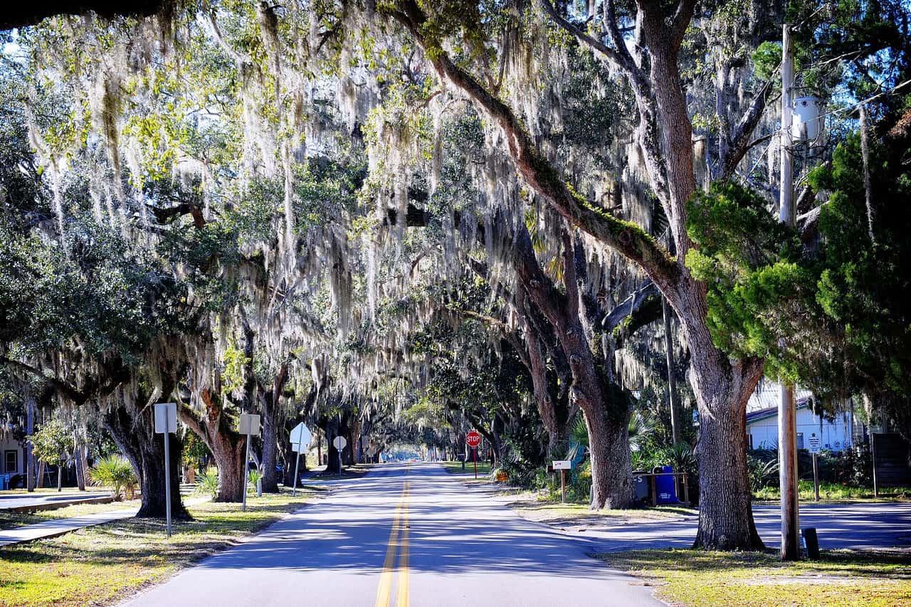 Tree-lined two-lane street with Spanish moss draping oaks arching over the road on a sunny day.