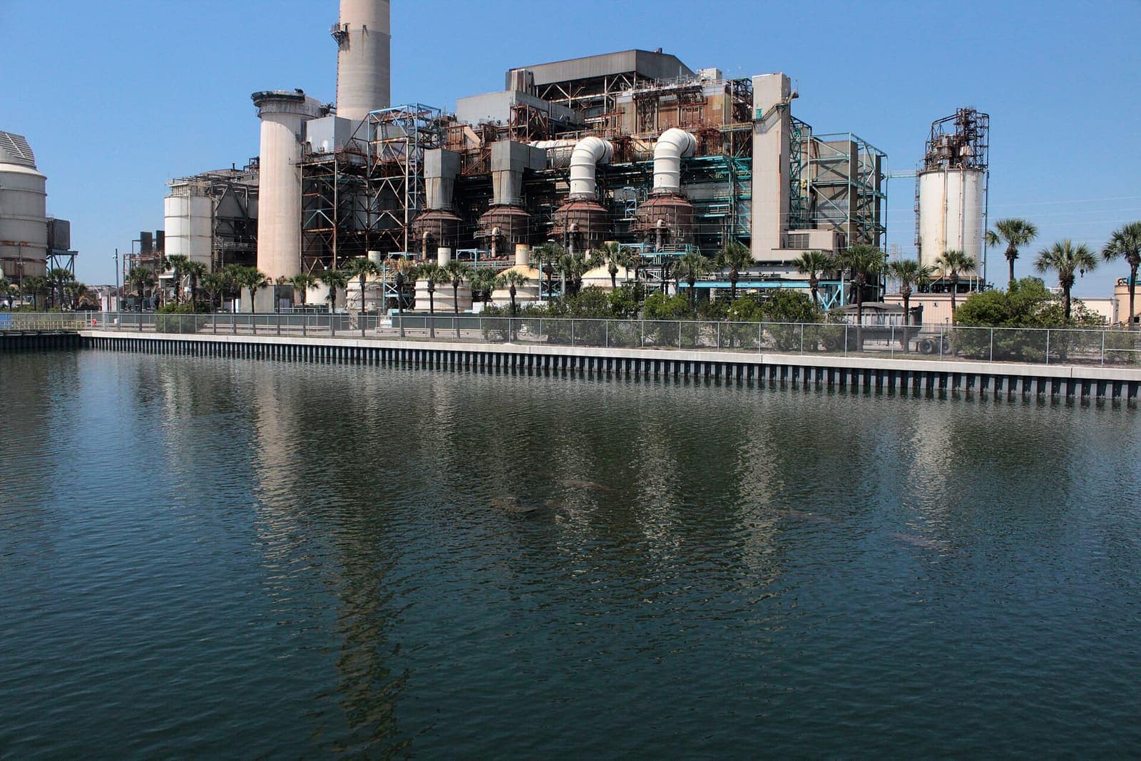 Several manatees float in calm water with a large industrial power station and palm trees behind them.