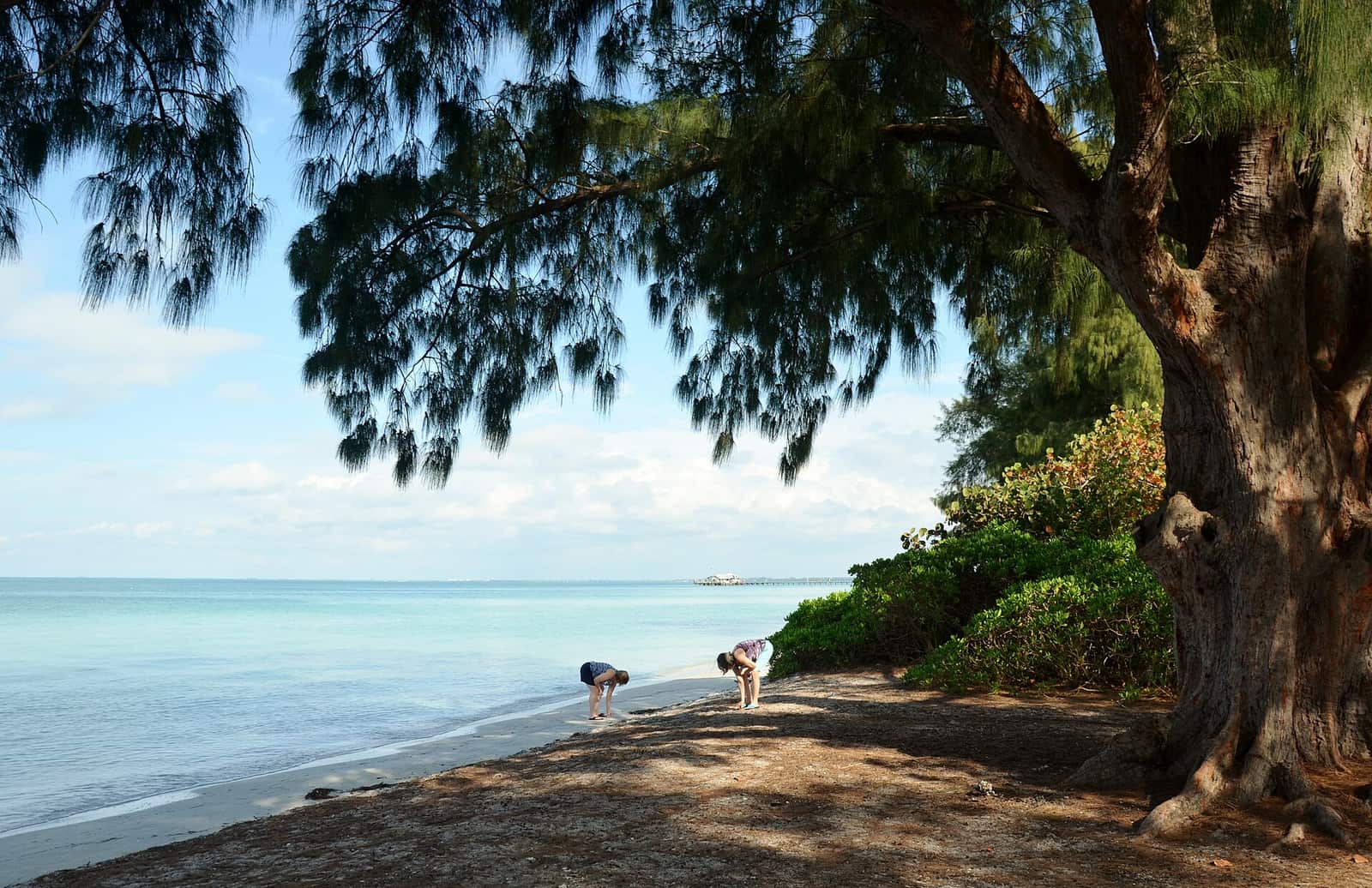 Turquoise Gulf water and sandy shore under a large casuarina tree, with two distant people stooping near the waterline.