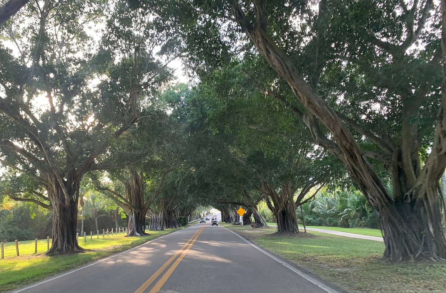A two-lane road lined with large banyan trees whose branches arch overhead in soft morning light.