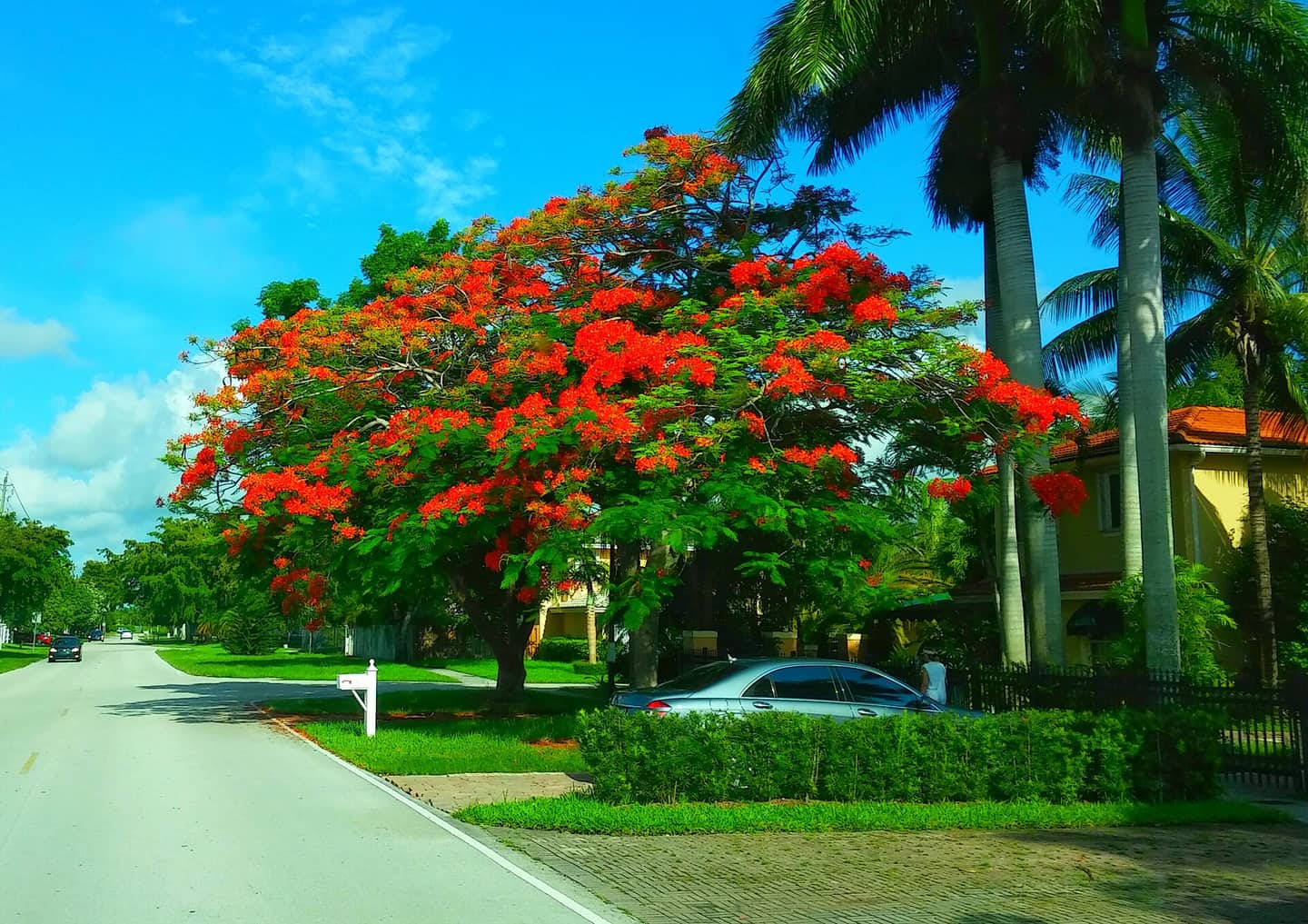 Red flowering royal poinciana tree beside a palm-lined street with a parked silver car.