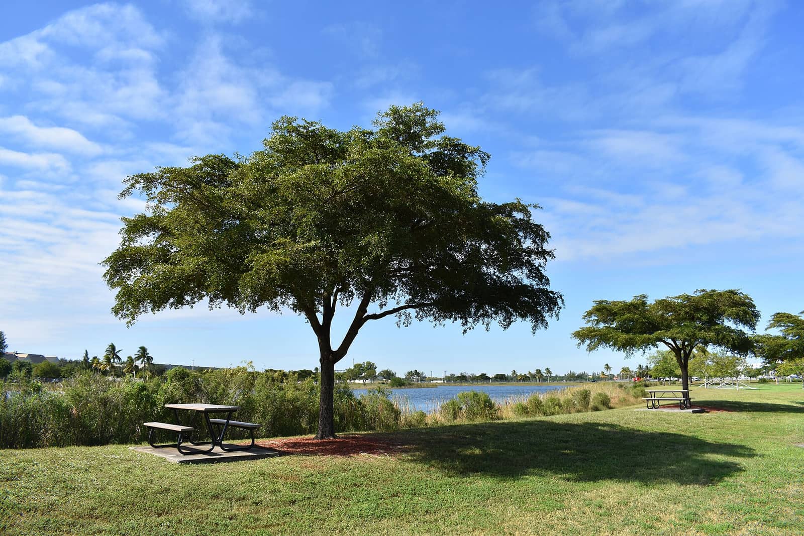 Picnic table under a large shade tree beside a lake with grass and a blue sky.