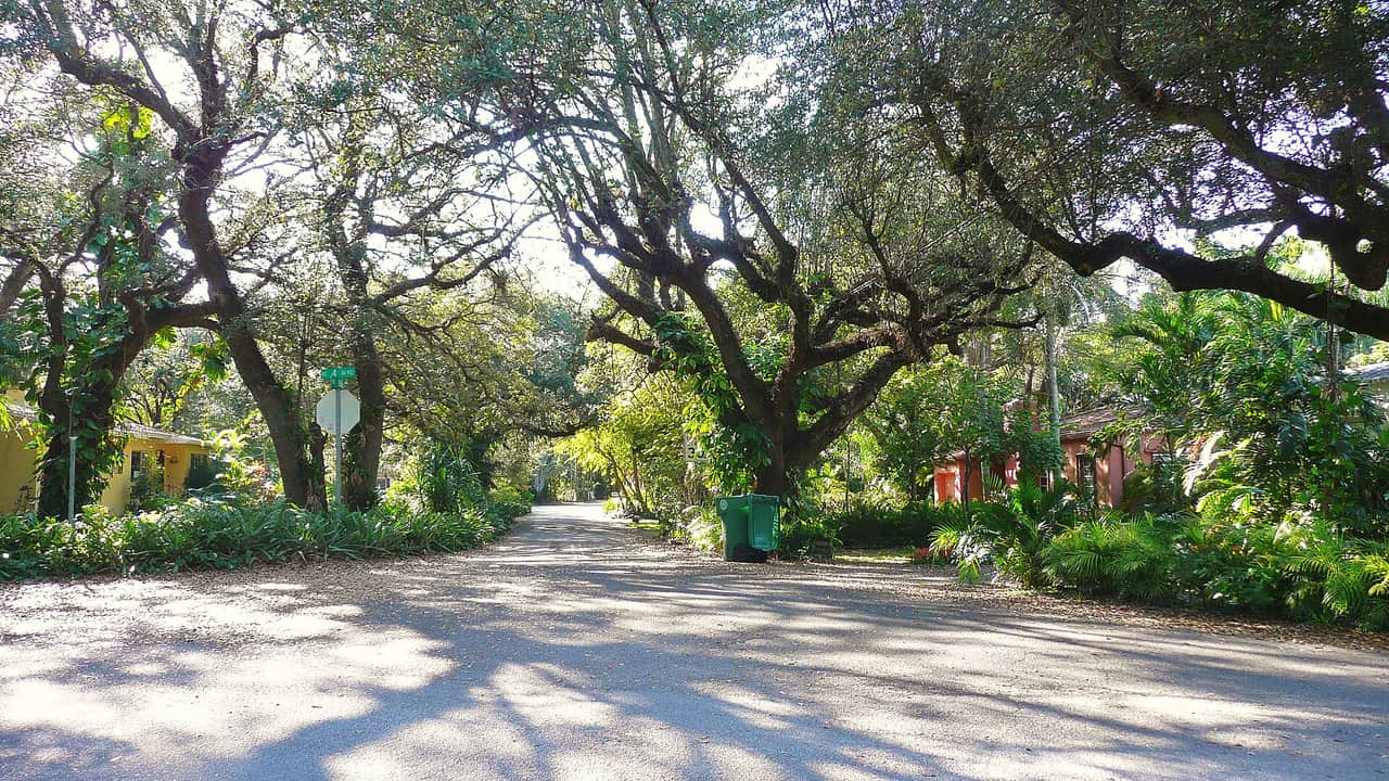 Shaded residential street lined with large spreading oak trees, a green bin, and colorful houses beside it.