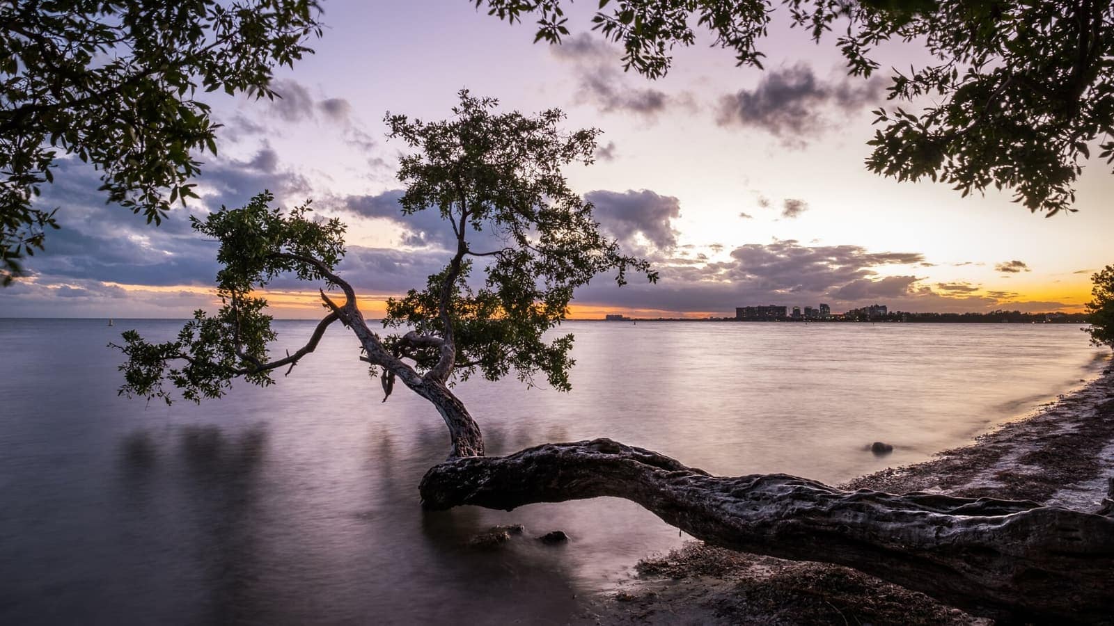 Twisted tree on a beach leaning over calm water at dusk with distant buildings on the horizon.