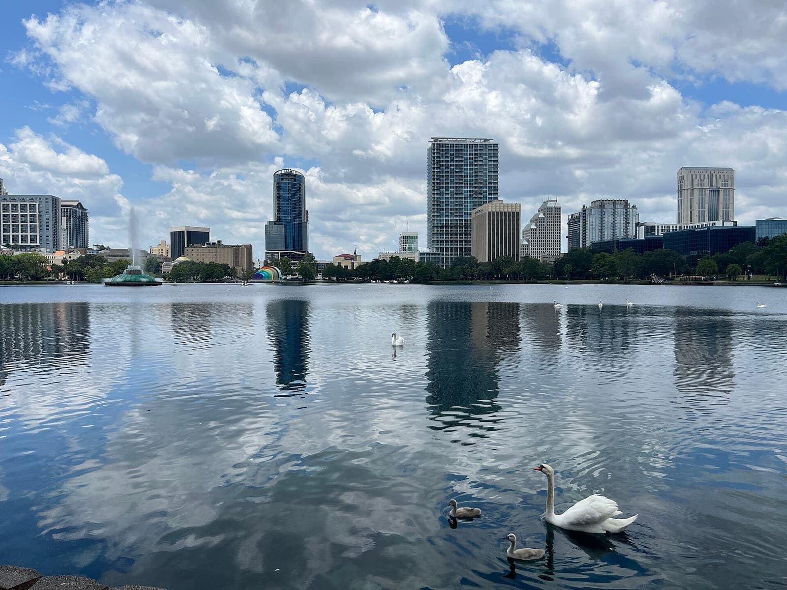 White swans on a lake with a downtown skyline and fountain under a cloudy blue sky.