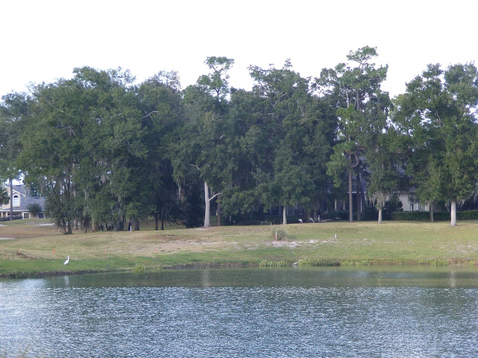 A calm lake edged by green lawn and tall moss-draped oak trees under an overcast sky.