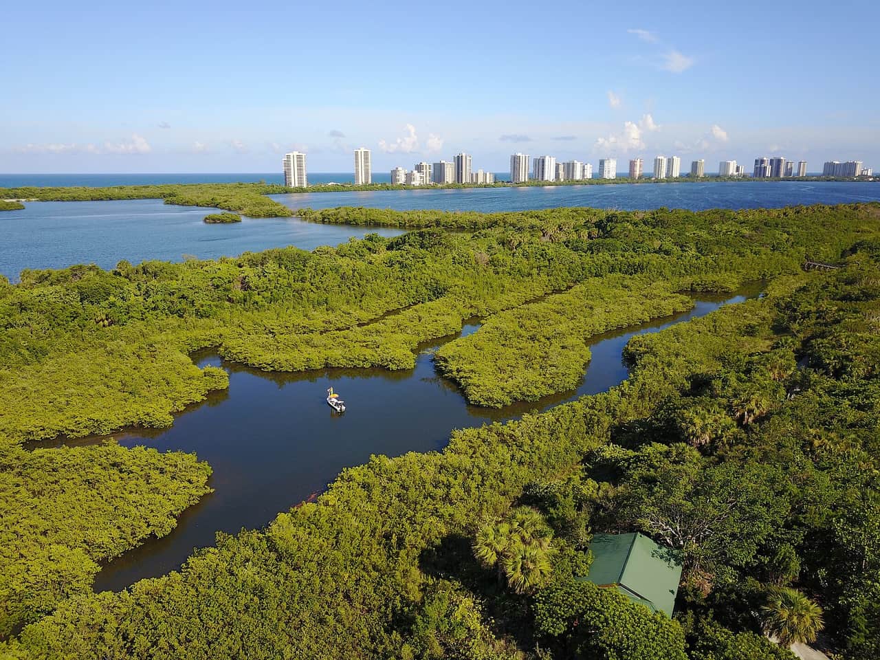 Aerial view of green mangrove channels and tidal water with high-rise condominiums on the distant shore.