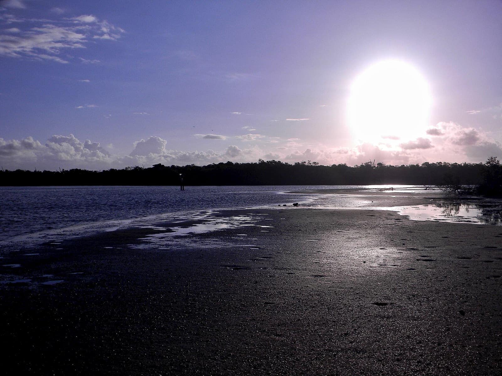 Sunlit wet mudflats stretch toward a distant tree line under a bright sun and scattered clouds.