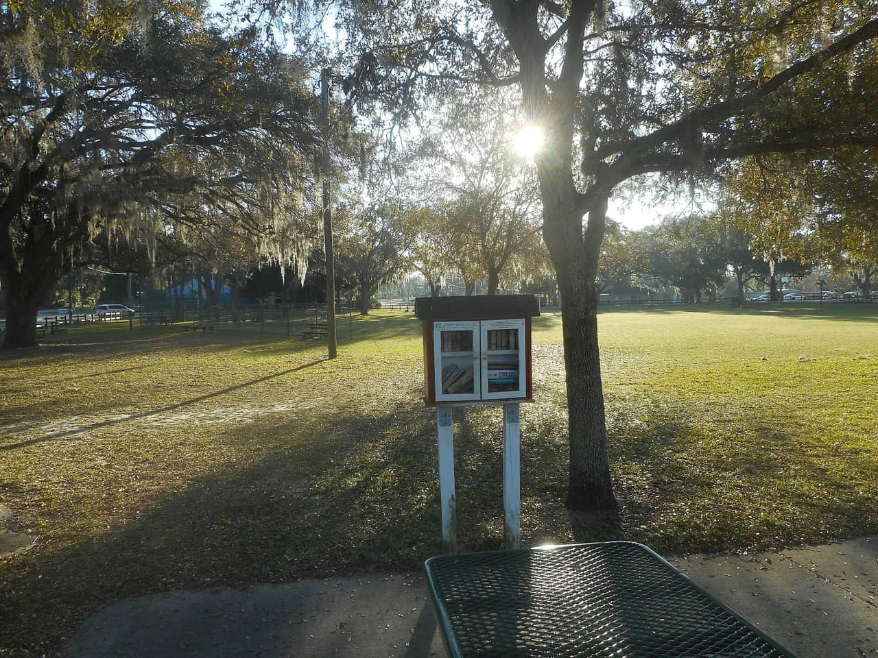Open park lawn with a small free library box on a post, a tree and low sunlight at morning.
