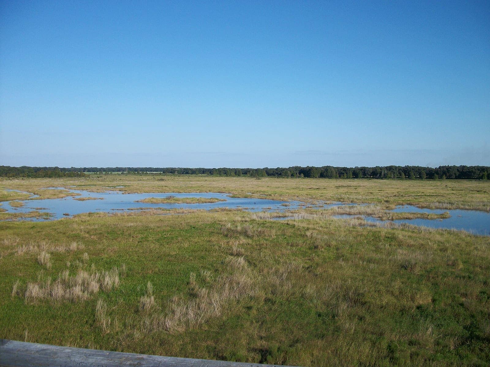 Shallow water and grass fill a wide marsh under a clear blue sky with distant trees.