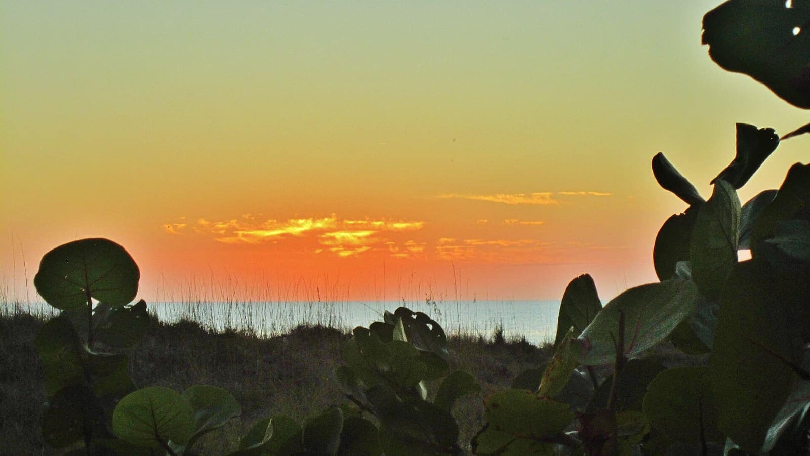 Orange sunset glowing over the Gulf horizon, framed by dune grass and round sea grape leaves.