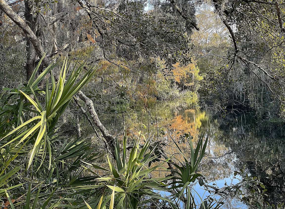 Creek reflecting autumn-colored trees and spiky palmetto plants along the shore under a blue sky.