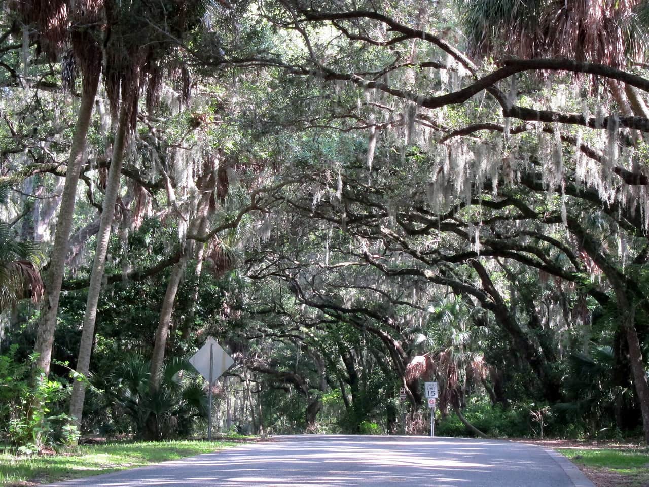 Narrow road beneath live oak branches draped with Spanish moss in daylight.