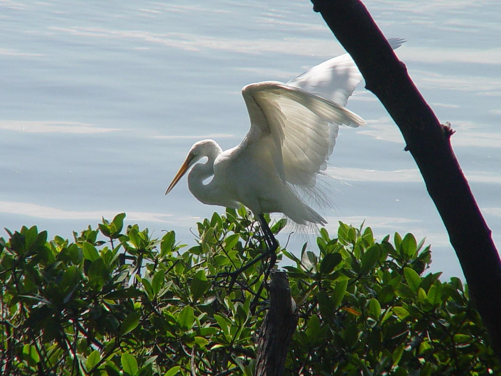 Great egret with wings spread, perched on a mangrove branch above calm water in daylight.