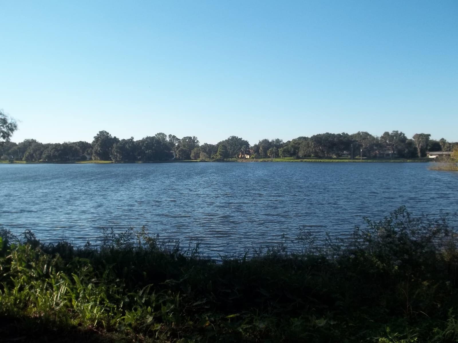 Calm lake under a clear blue sky with a tree line and grassy shoreline in the foreground.